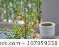 The Citrus japonica Thunb or Kumquat , Kumquat plant or Cumquats or Citrus Japonica Thunb or RUTACEAE 107959038
