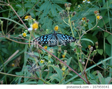 Butterfly perched on a white flower, Ryukyu Asagi Madara (Ideopsis similis) 107959341