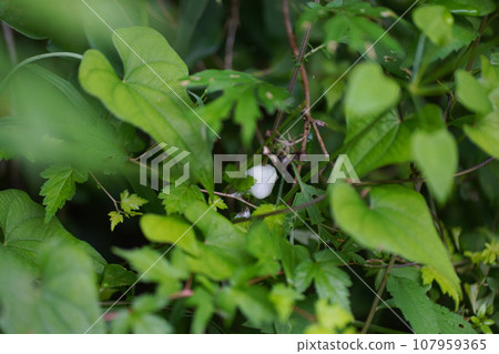 A foxtail beetle that sticks to a branch A foxtail beetle that sticks to a branch 107959365