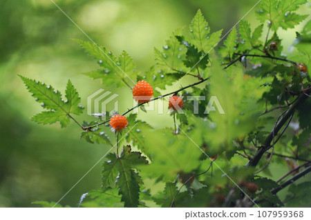 覆盆子在風中搖曳 107959368