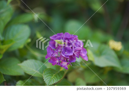 騎著繡球花的螞蚱 107959369