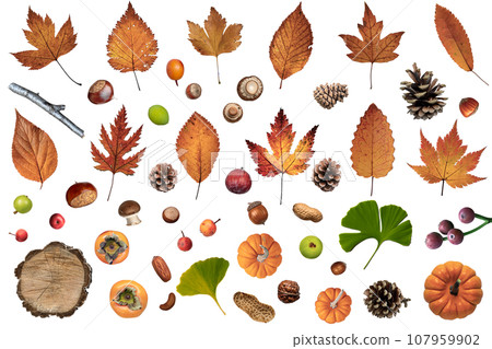 透明材料，排列著落葉、橡子和秋天森林中發現的其他東西 107959902