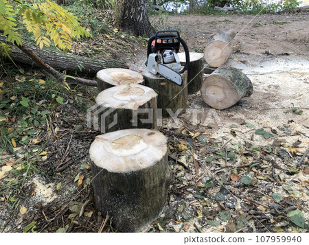 logs of sawn tree trunk, preparing firewood logs of sawn tree trunk, preparing firewood 107959940