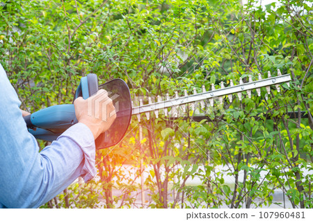 Woman taking care and growing plants, Hobby planting home garden, ornamental pruning. 107960481