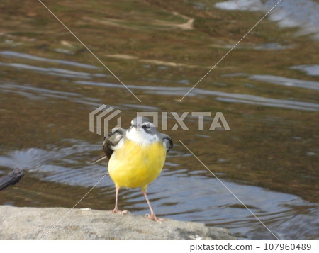 Gray wagtail taken in a nearby stream Gray wagtail taken in a nearby stream 107960489