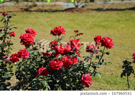 Arao City Ominous Citizen Flower Bed Rose Flower, 107960591