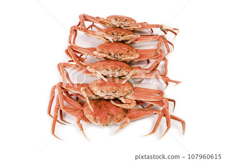 Boiled Seiko crab (Seiko crab/Kobako crab) 107960615
