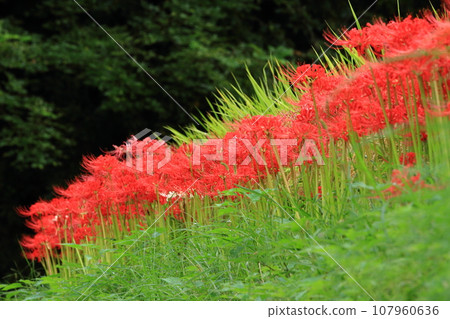 A landscape of spider lilies in full bloom like a red carpet A landscape of spider lilies in full bloom like a red carpet 107960636