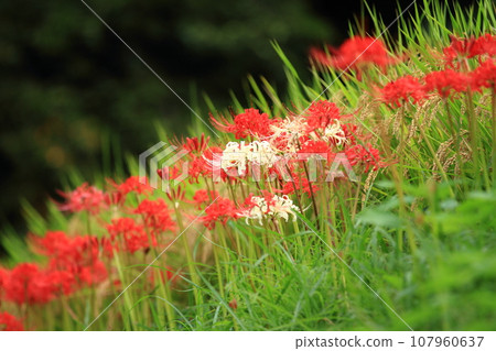 A rare white spider lily blooming among the cluster spider lilies in full bloom in the Tsuzura rice terraces of Ukiha City. 107960637