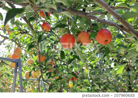 [With video] Apple orchard image 107960688