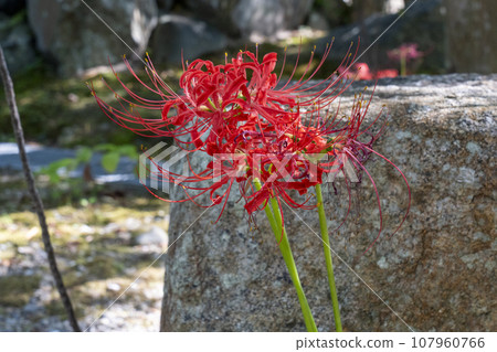 Spider lilies blooming on the grounds of Anataiji Temple (Kameoka City, Kyoto Prefecture) Spider lilies blooming on the grounds of Anataiji Temple (Kameoka City, Kyoto Prefecture) 107960766