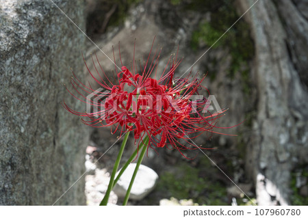 Spider lilies blooming on the grounds of Anataiji Temple (Kameoka City, Kyoto Prefecture) Spider lilies blooming on the grounds of Anataiji Temple (Kameoka City, Kyoto Prefecture) 107960780