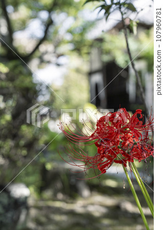 Spider lilies blooming on the grounds of Anataiji Temple (Kameoka City, Kyoto Prefecture) 107960781