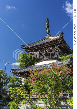 安那寺、多寶塔、紫薇花（京都府龜岡市） 107960785