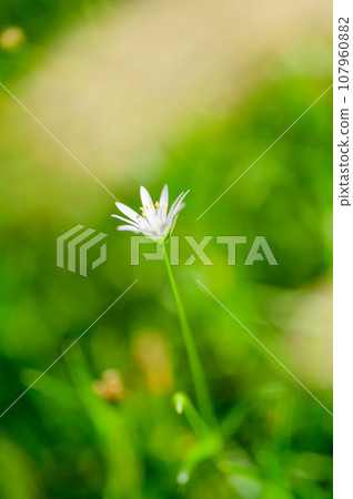 高山植物、岩石三葉草 107960882