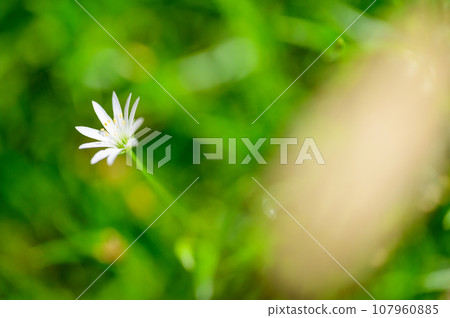 Alpine plant, rock clover Alpine plant, rock clover 107960885
