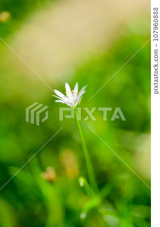 Alpine plant, rock clover Alpine plant, rock clover 107960888