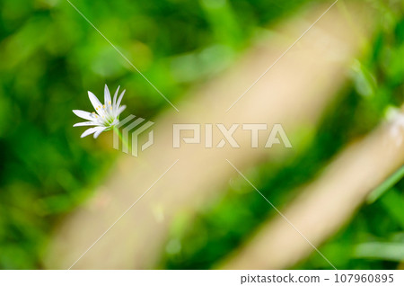 Alpine plant, rock clover Alpine plant, rock clover 107960895