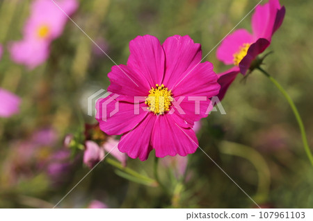 深粉紅色的波斯菊在秋天的花園裡綻放 107961103