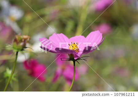 秋天花園裡盛開的粉紅波斯菊花 107961211
