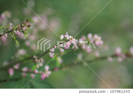 Nusubitohagi's flower 107961243