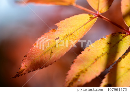 Beautiful autumn leaves of rowan 107961373