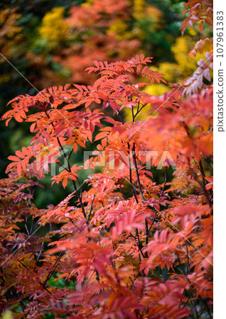 羅文美麗的秋葉 107961383