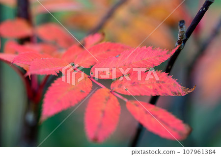 羅文美麗的秋葉 羅文美麗的秋葉 107961384