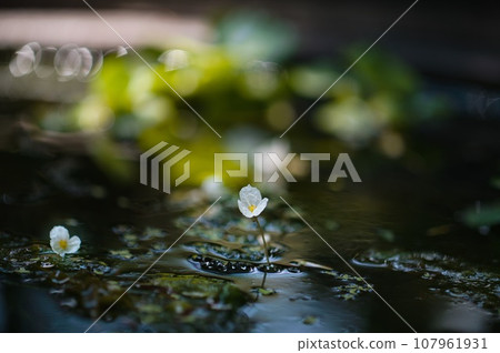 Flowers floating on water Flowers floating on water 107961931
