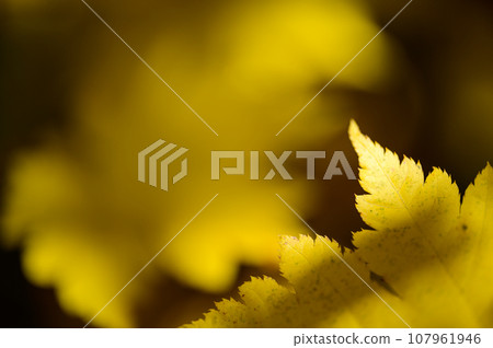 beautiful maple autumn leaves beautiful maple autumn leaves 107961946
