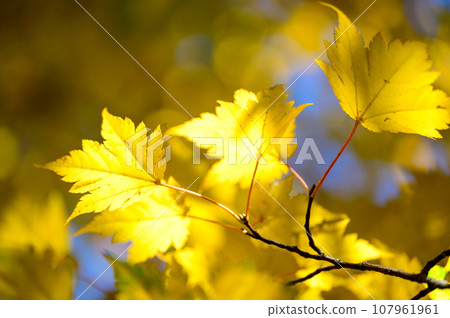 美麗的楓葉秋葉 107961961