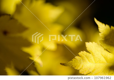 美麗的楓葉秋葉 107961962