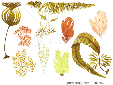 各種海藻植物繪圖集 107962029