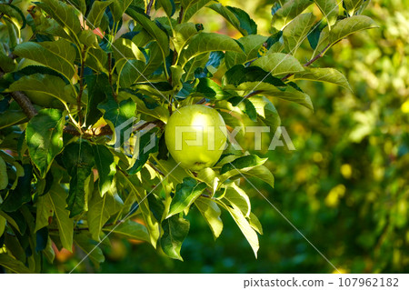 Blue apple (variety unknown) 107962182