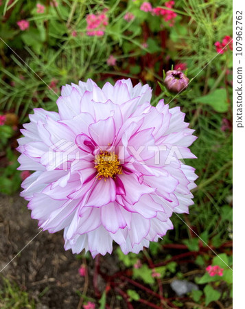 Double click violet color that shines in sunny weather 107962762