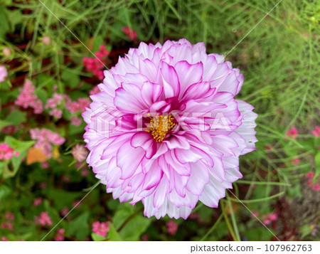 Double click violet color that shines in sunny weather 107962763