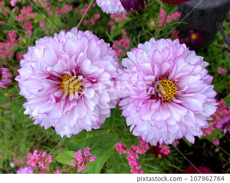 Double click violet color that shines in sunny weather 107962764