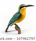Common Kingfisher, perching on wooden branch isolated on white background. 107962797