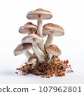 Poisonous mushroom isolated on white background 107962801