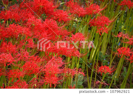 cluster spider lily 2 107962921