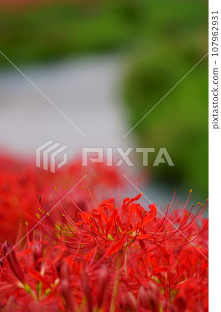 紅叢孤挺花 1 107962931