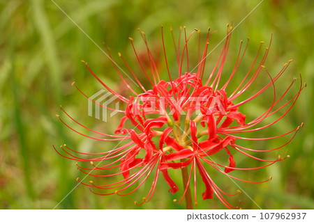 紅色彼岸花1的特寫 紅色彼岸花1的特寫 107962937