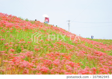 Higanbana blooming on the bank 4 107962945