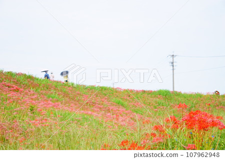 Higanbana blooming on the bank 2 107962948
