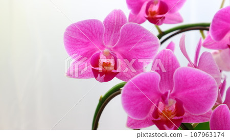 美麗的蝴蝶蘭花 107963174