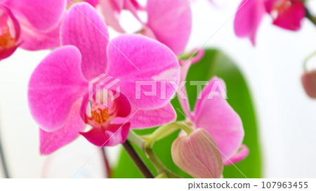 cute phalaenopsis cute phalaenopsis 107963455