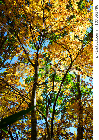 Colored trees 107963796