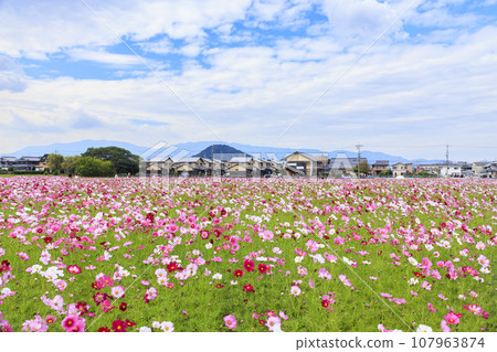 藤原宮遺址盛開 107963874