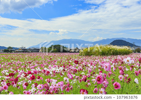 藤原宮遺址盛開 藤原宮遺址盛開 107963876