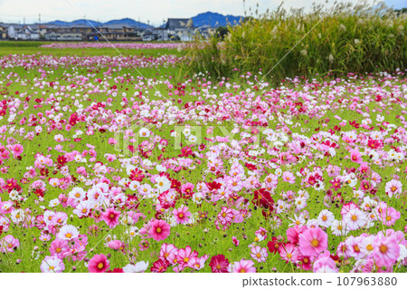 藤原宮遺址盛開 藤原宮遺址盛開 107963880